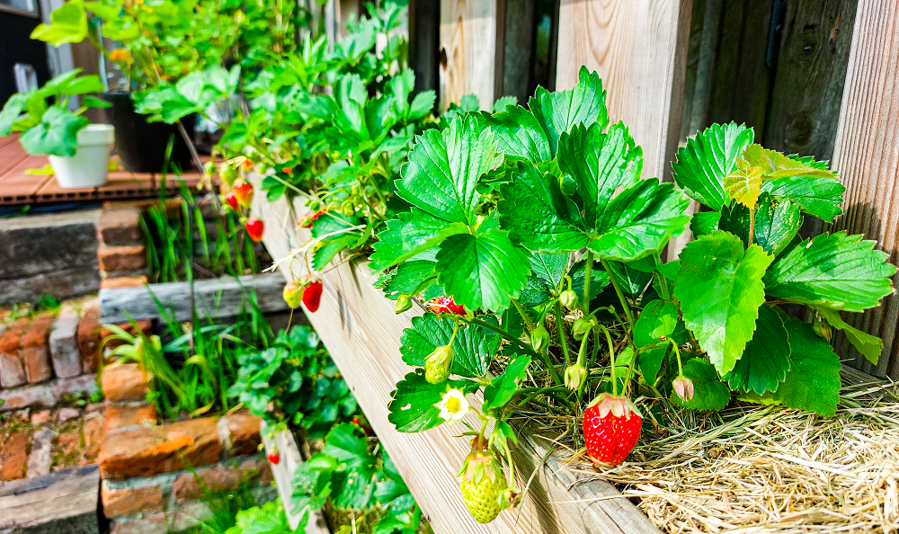 ecologische tuinieren eco tuinieren